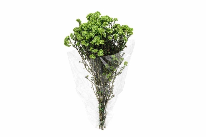 <h4>Dried Ozothamnus L Green Bunch Slv</h4>