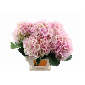 Hydr Verena Classic Champagne 60 cm Vicini