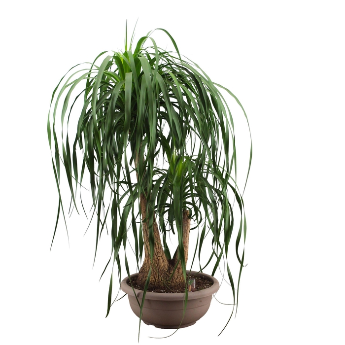 <h4>Beaucarnea vertakt compact 45 cm A2</h4>