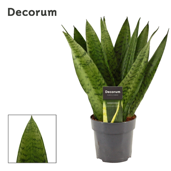 <h4>Sansevieria Zeylanica Fan 12 cm (Decorum)</h4>