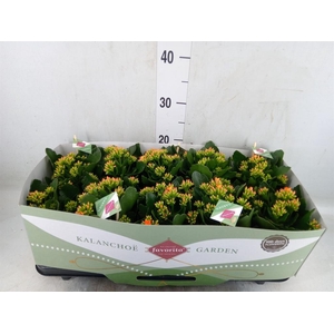 Kalanchoe  'Acheron'