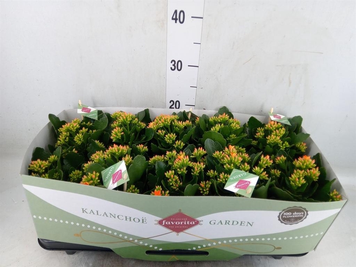 <h4>Kalanchoe  'Acheron'</h4>