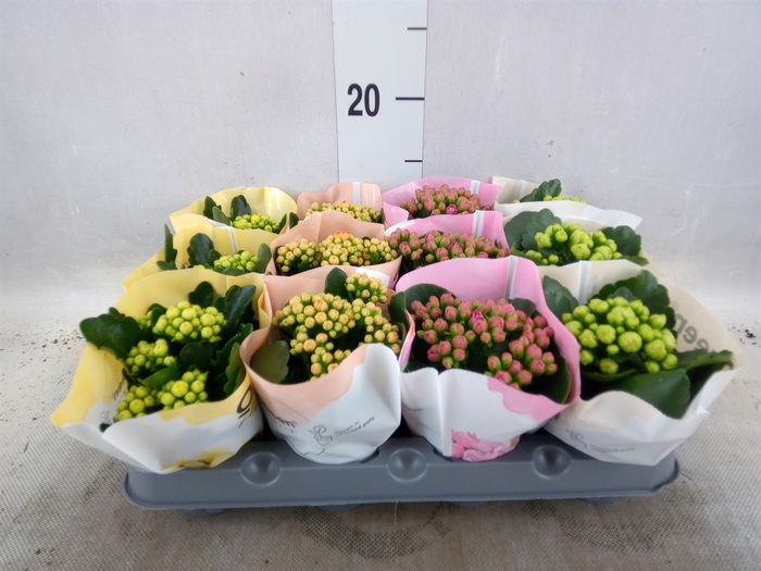 <h4>Kalanchoe blos.   ..rosebud mix  4</h4>