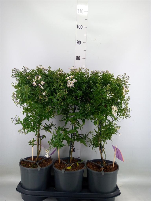 <h4>Solanum jasminoides</h4>