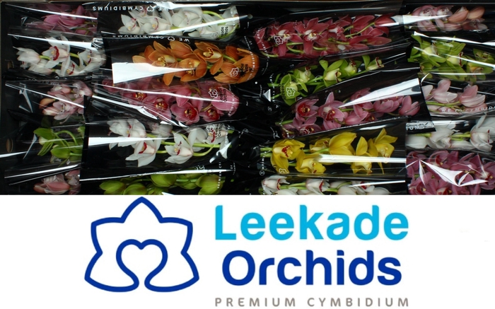 <h4>CYMB MI GEM</h4>