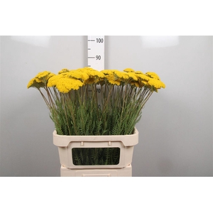 Achil F Parker Variety
