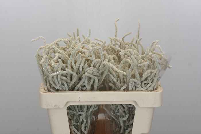 <h4>Amaranthus Yearming Desert</h4>