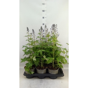 Delphinium el. 'PacG MagicFountian'