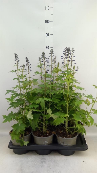 Delphinium el. 'PacG MagicFountian'