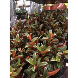 PEPEROMIA GRAVEOLENS