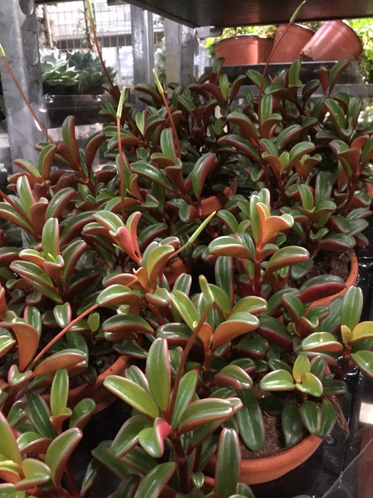 <h4>PEPEROMIA GRAVEOLENS</h4>