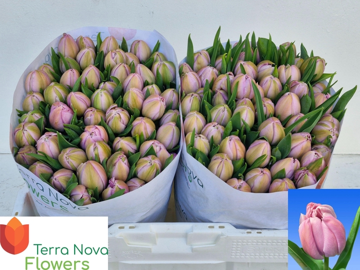 <h4>TU DU KATINKA</h4>