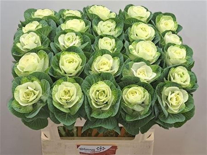 <h4>Brass White Crane</h4>