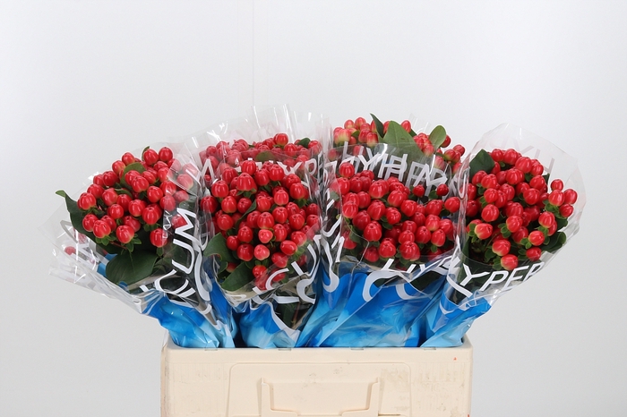 <h4>Hyp Coco Tango</h4>