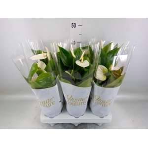 Anthurium andr. 'Cocos'