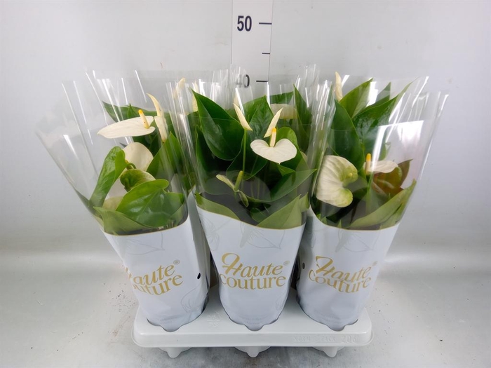 <h4>Anthurium andr. 'Cocos'</h4>