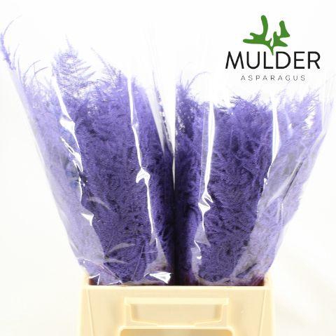 <h4>Asp 1e Klb Lavender</h4>