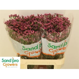 Lim Sin Tiffany Diam