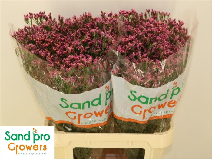 <h4>Lim Sin Tiffany Diam</h4>