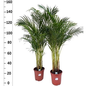 Chrysalidocarpus lutescens overig