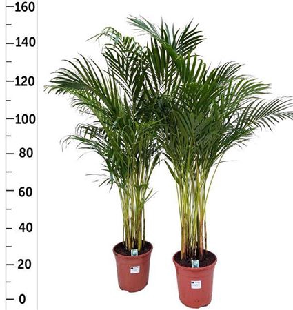 <h4>Chrysalidocarpus lutescens overig</h4>