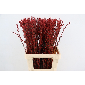 Salix Snowflake 70cm Oxblood Red
