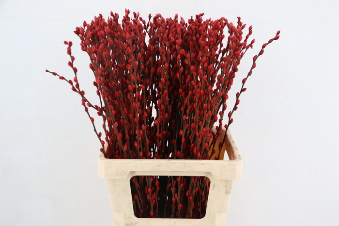 <h4>Salix Snowflake 70cm Oxblood Red</h4>