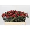 Hypericum True Romance