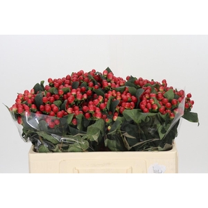 Hypericum True Romance