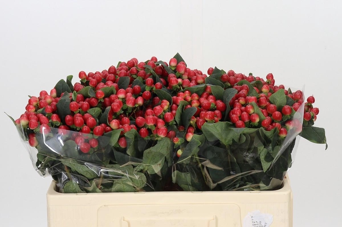 <h4>Hypericum True Romance</h4>