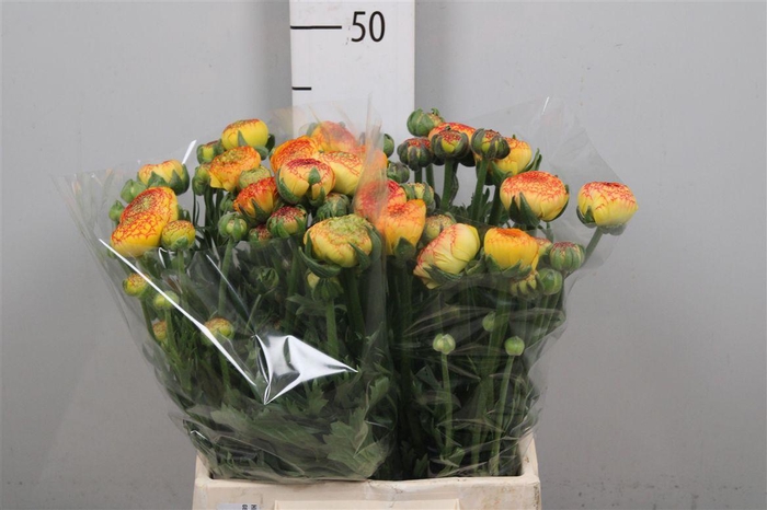 <h4>Ran Pico Yellow</h4>