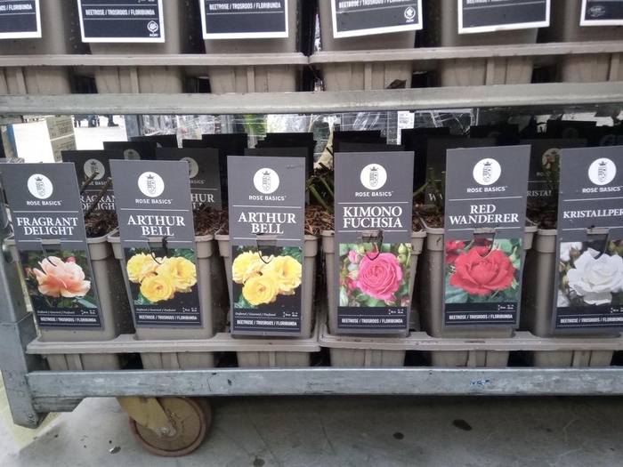 <h4>Rosa FL  ...</h4>