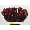 Leucadendron Saf Sunset Dark R.