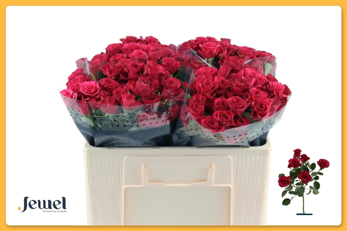 <h4>R Tr Roseberry</h4>