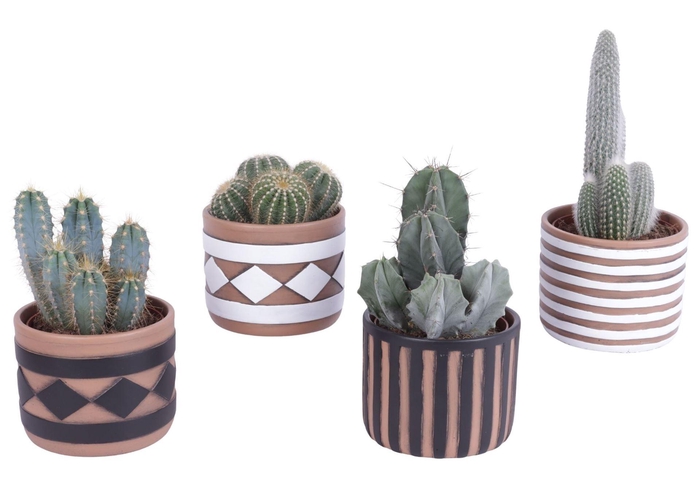 <h4>Cactus ...</h4>