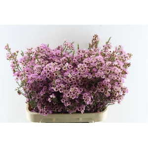 Chamelaucium Adi Pink 60 Gram