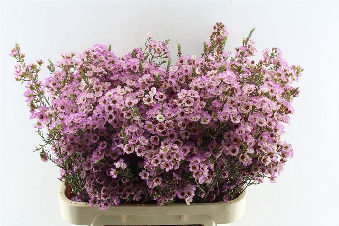 <h4>Chamelaucium Adi Pink</h4>