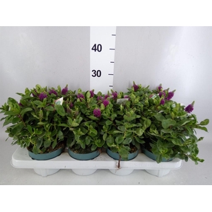 Hebe  'Hebedonna Alina'