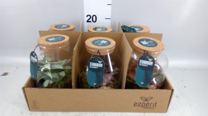 <h4>Arr. Planten L%</h4>