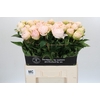 Paeonia Mothers Choice