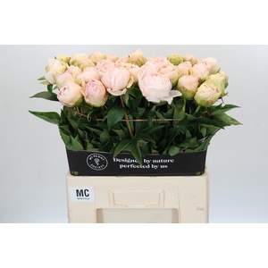 Paeonia Mothers Choice
