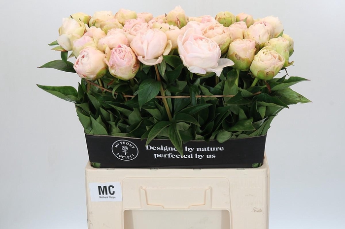 <h4>Paeonia Mothers Choice</h4>