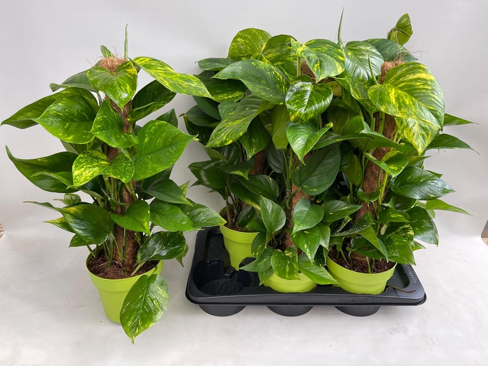 <h4>EPIPR MOSSTOK</h4>