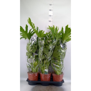 Philodendron ...