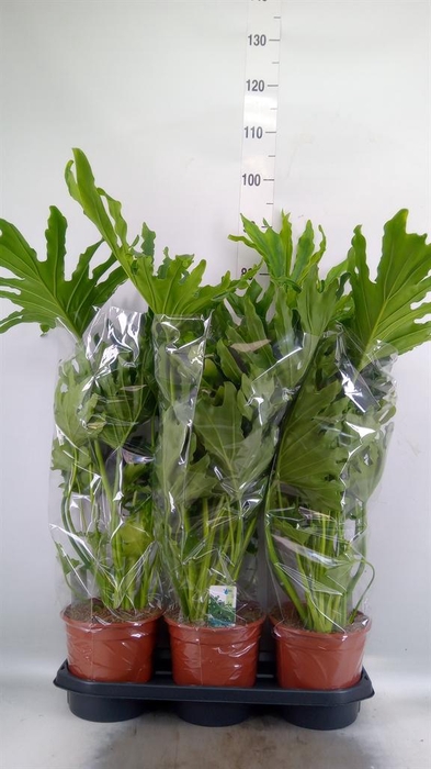 <h4>Philodendron ...</h4>