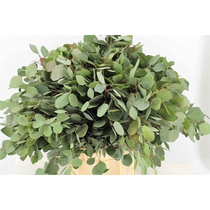 Euca Populus P Stem 60 Cm