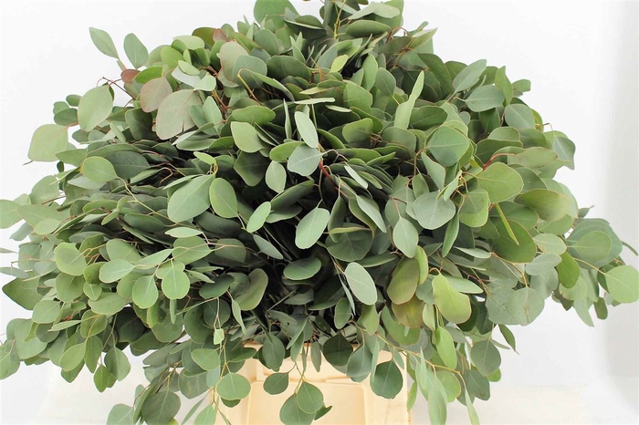 <h4>Euca Populus P Stem 60 Cm</h4>
