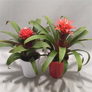 Bromelia Adventure Rood en Wit
