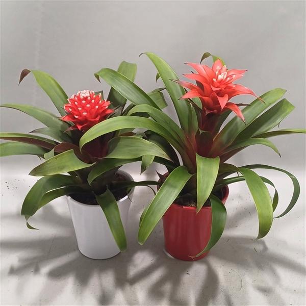 <h4>Bromelia Adventure Rood en Wit</h4>