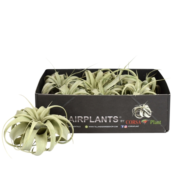 <h4>Tillandsia xerographica bonsai x8</h4>